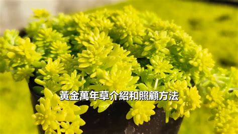 黃金萬年草枯萎|黃金萬年草枯萎怎麼辦？新手必看的黃金萬年草照顧繁。